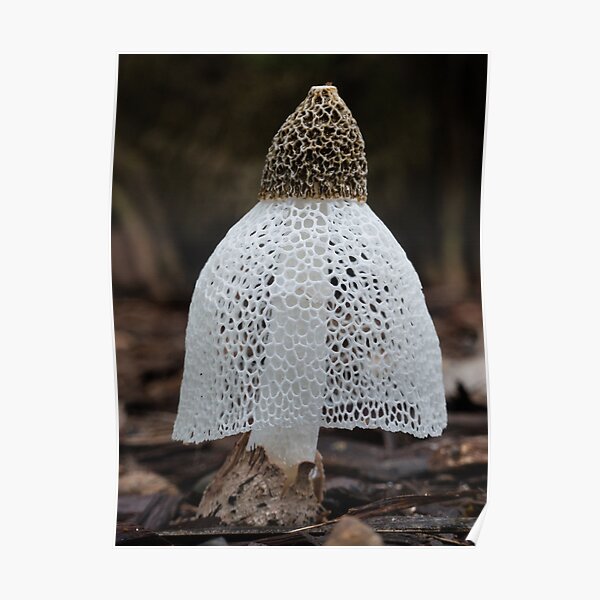 Bridal Veil Phallus Indusiatus Fungi Poster By Conniekerr Redbubble