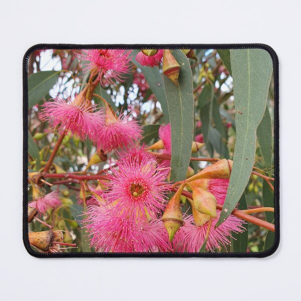 Item preview, Flowering Gum Tree designed and sold by Claire L Page Photography.