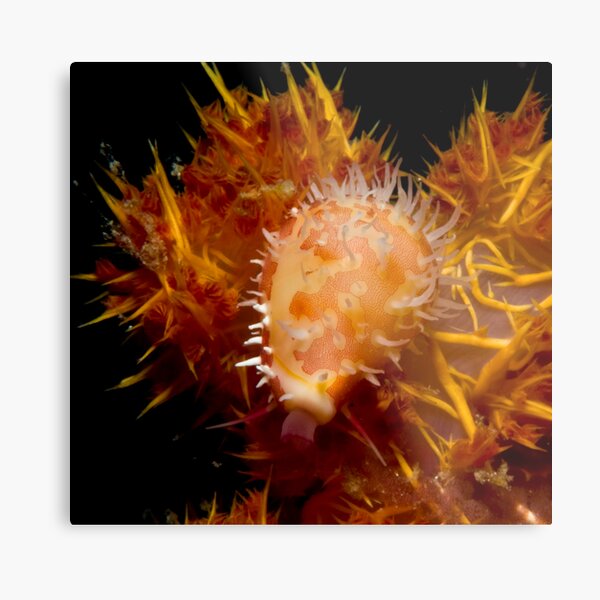 Baby Cowrie feeding Metal Print