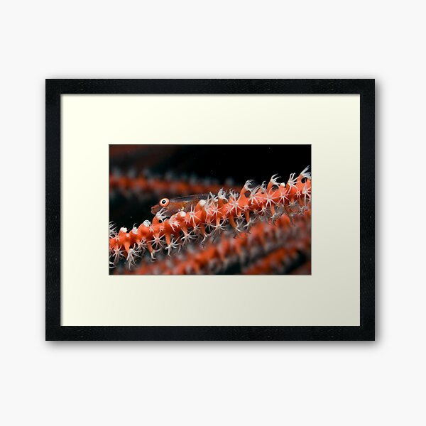 Whip Goby Framed Art Print