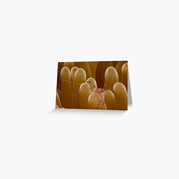Anemone Shrimp Greeting Card