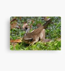Peron's Tree Froglet Canvas Print