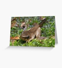 Peron's Tree Froglet Greeting Card