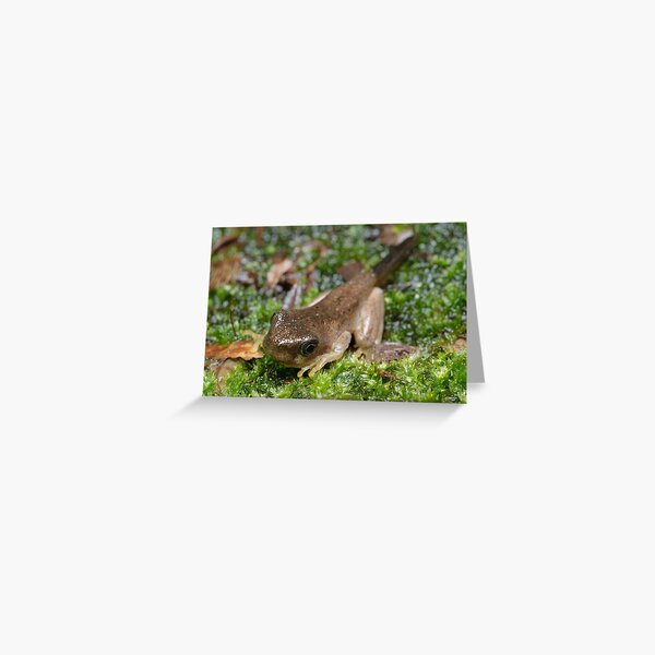 Peron's Tree Froglet Greeting Card