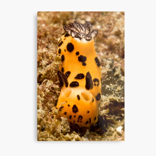 Nudi Metal Print