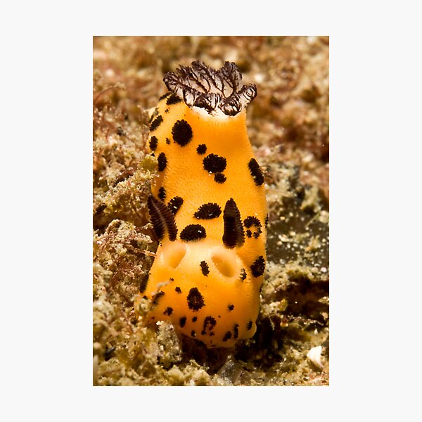 Nudi Photographic Print
