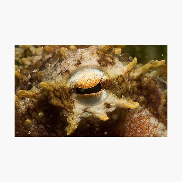 Look into my eye. Photographic Print