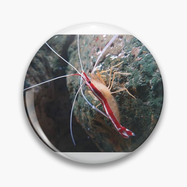 Item preview, Shrimpy Shrimp  designed and sold by AshleighJane95.