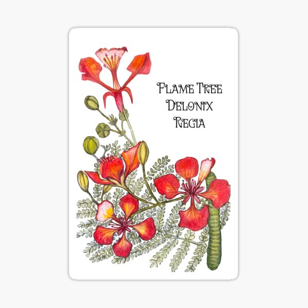 Item preview, Fiery Flame tree botanical designed and sold by OurShop.