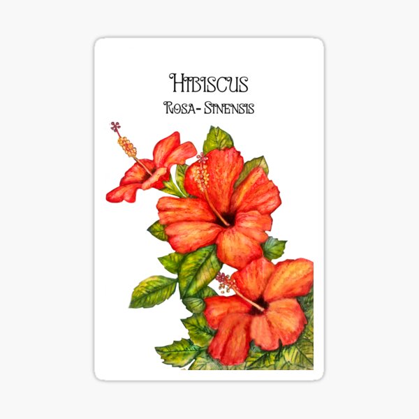 Item preview, Hibiscus botanical print designed and sold by OurShop.