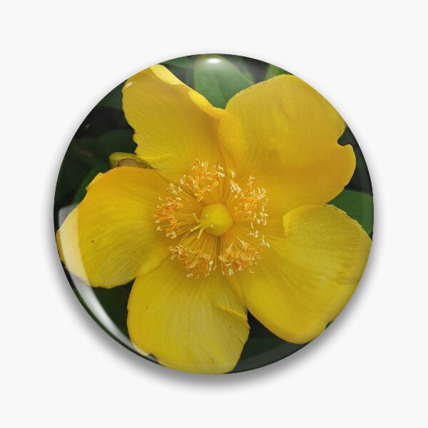 Item preview, Yellow Jessamine Flower designed and sold by AshleighJane95.