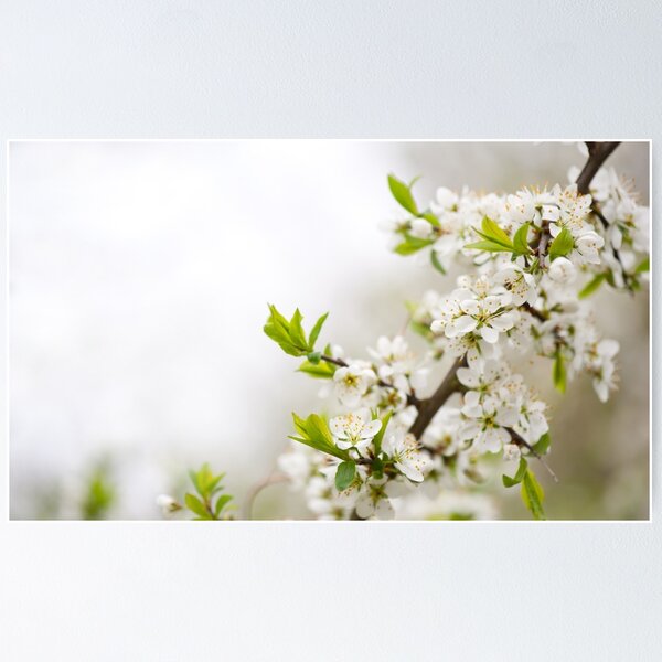 Item preview, Blooming Cerasus cherry tree twig designed and sold by Arletta Cwalina.