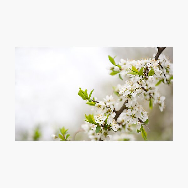 Item preview, Blooming Cerasus cherry tree twig designed and sold by Arletta Cwalina.