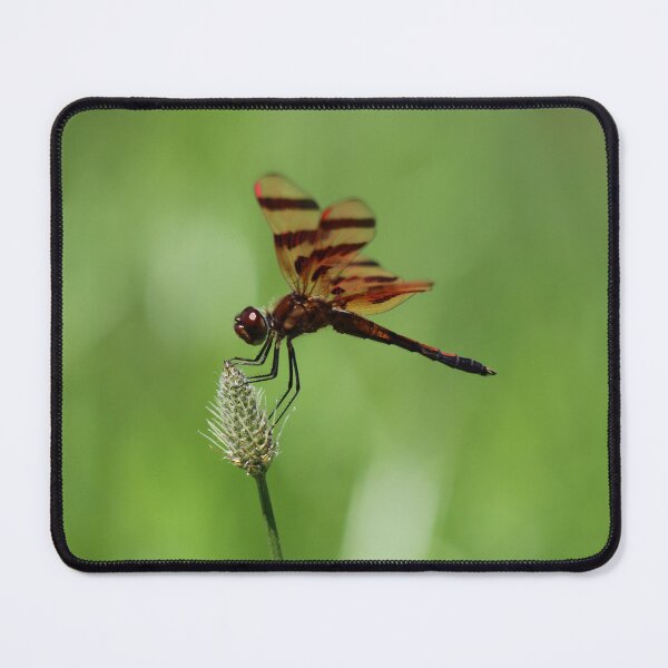 Item preview, Delightful Dragonfly designed and sold by LisaNaturePhoto.