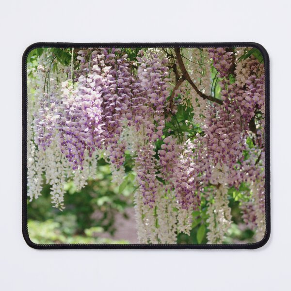 Item preview, Wisteria Serenade: Breathtaking Danglings in Purple and White highres photo designed and sold by EmeraldeaArt.