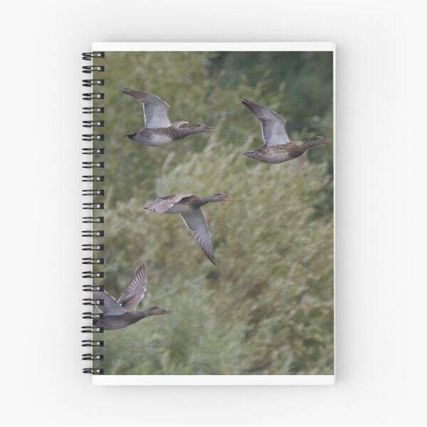 Item preview, Gadwall designed and sold by LaurenTucker.