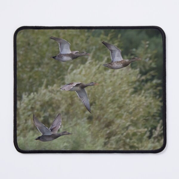 Item preview, Gadwall designed and sold by LaurenTucker.