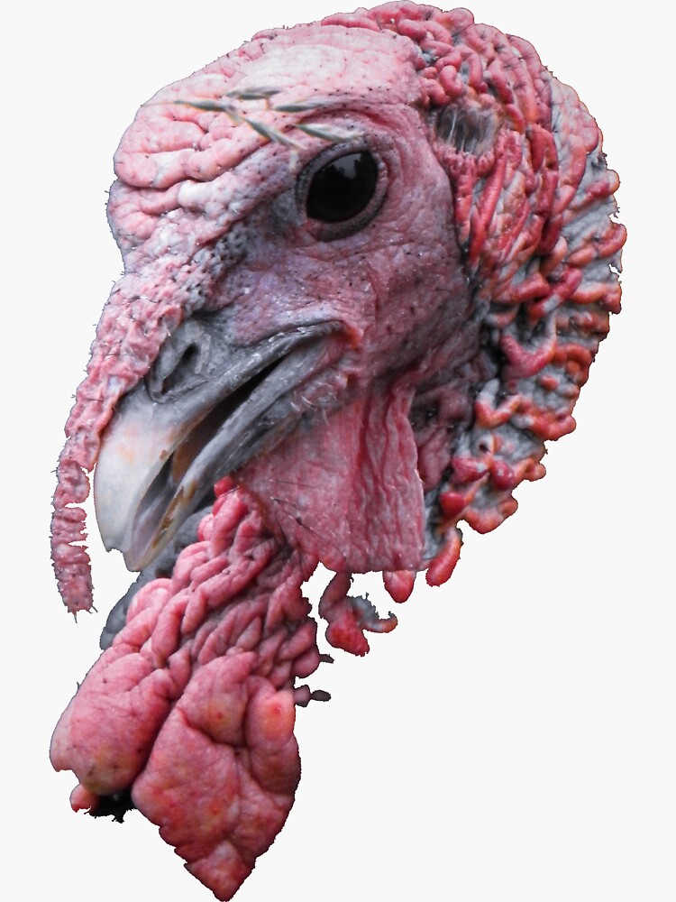 turkey head cut out