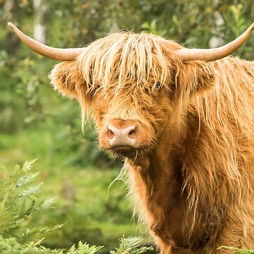 Raspberry Cow Photographic Print for Sale by Jane Stanley