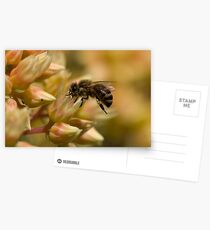 Meet the Neighbours Postcards