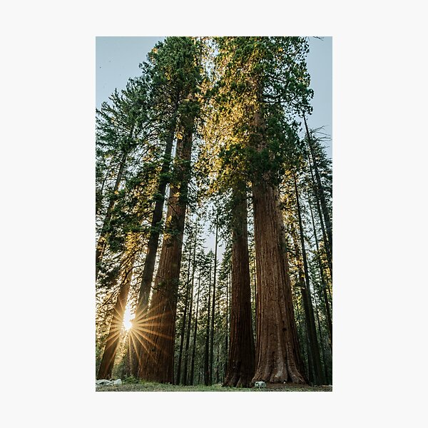 Item preview, Sequoia Sunset designed and sold by She Explores The USA.