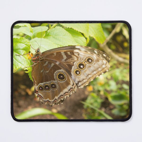 Aperçu de l'œuvre Papillon créée et vendue par ianmark.