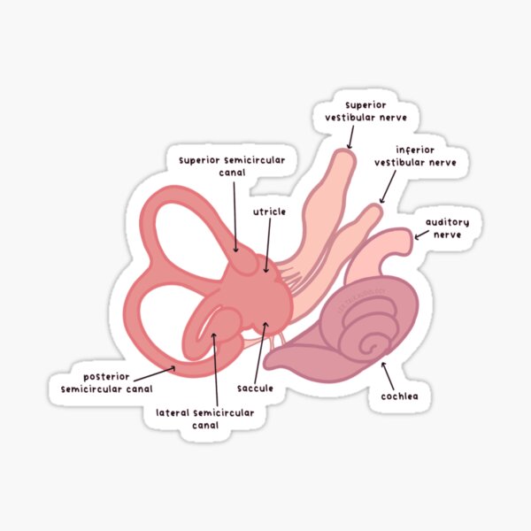 Item preview, Pink Labeled Cochlea Diagram designed and sold by CreatedbyLex.