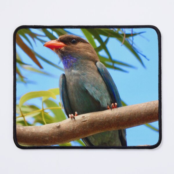Item preview, Dollarbird just looking amazing. designed and sold by Mark Grimsley.