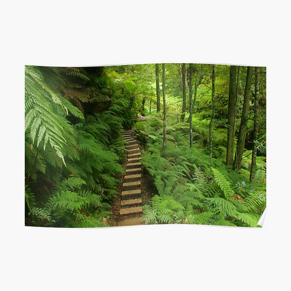 Pathway of ferns Poster
