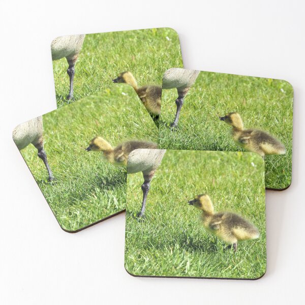 Item preview, Gosling With Its Canada Goose Parent - Wild Canada Goose Bird designed and sold by BackyardBirder.