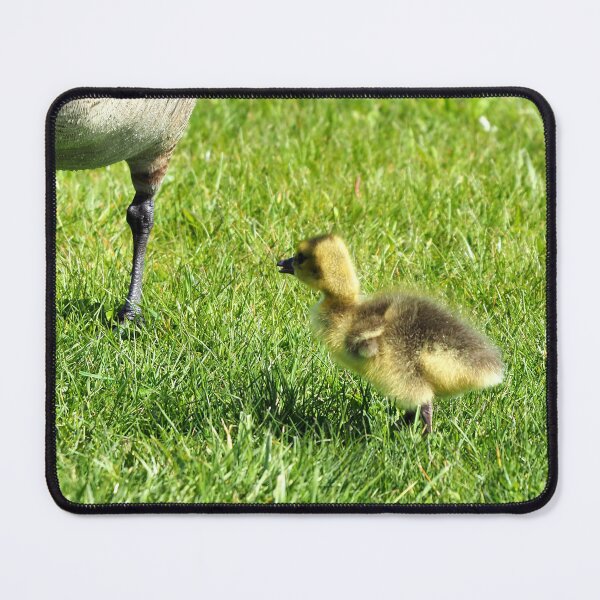 Item preview, Gosling With Its Canada Goose Parent - Wild Canada Goose Bird designed and sold by BackyardBirder.
