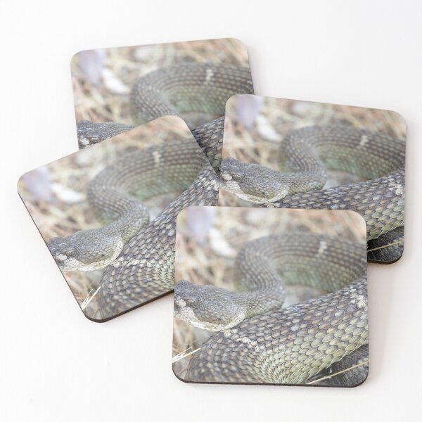 Item preview, Angry Northern Pacific Rattlesnake in defensive posture designed and sold by yhelfman.