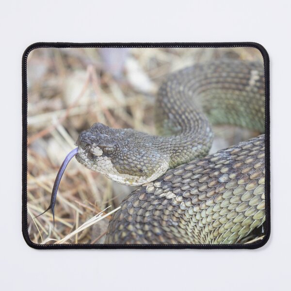 Item preview, Angry Northern Pacific Rattlesnake in defensive posture designed and sold by yhelfman.
