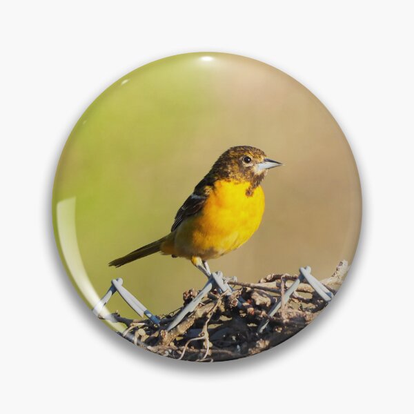 Item preview, Oriole Perched On My Backyard Fence designed and sold by BackyardBirder.