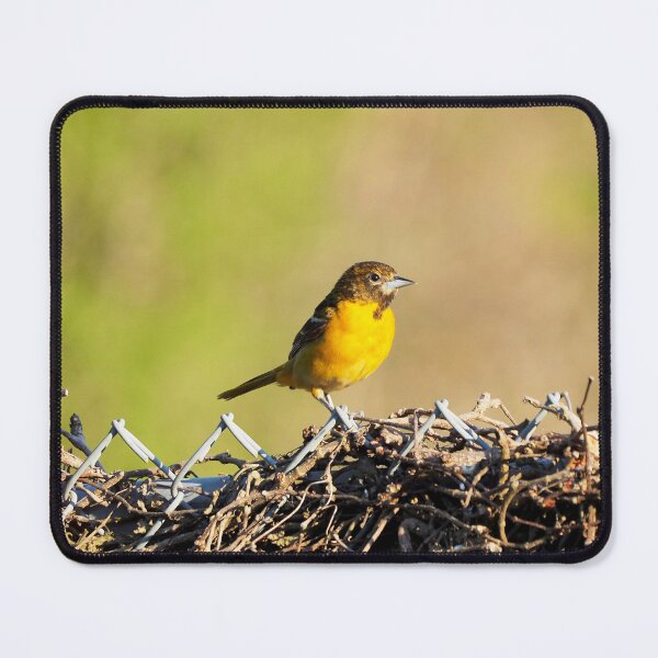 Item preview, Oriole Perched On My Backyard Fence designed and sold by BackyardBirder.