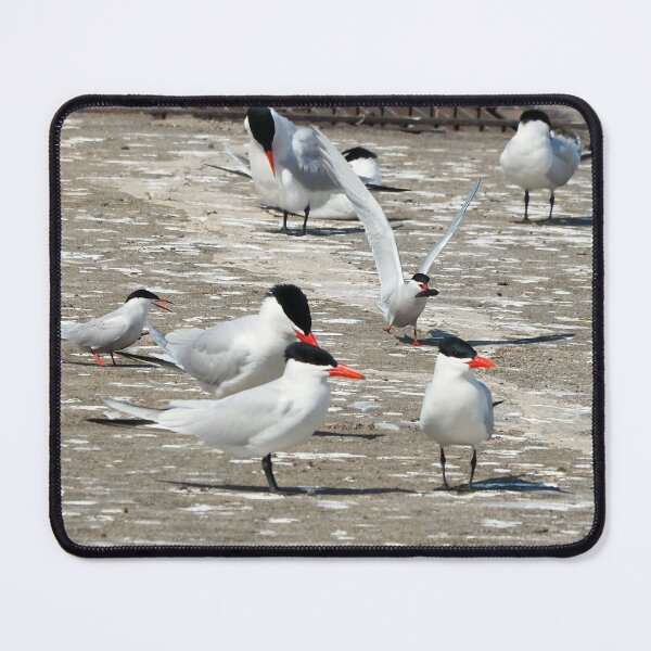 Item preview, Caspian Tern Flock Resting On a Dock designed and sold by BackyardBirder.