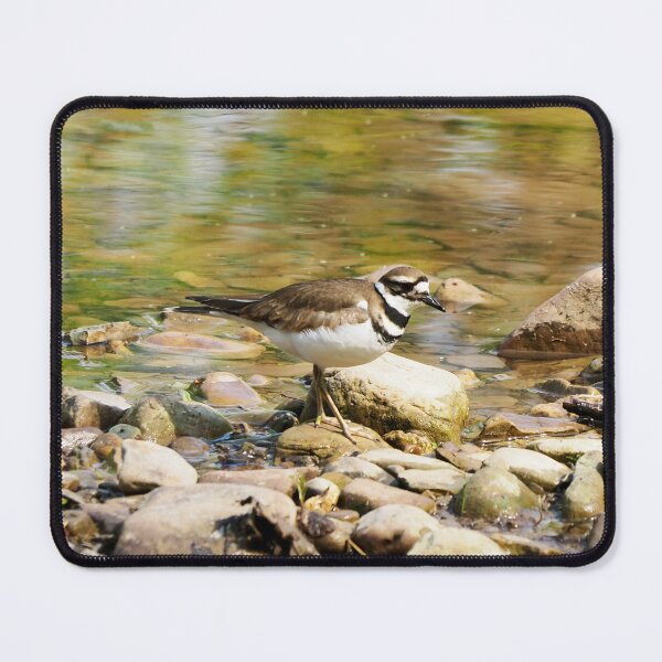 Item preview, Killdeer Exploring On Some Rocks designed and sold by BackyardBirder.