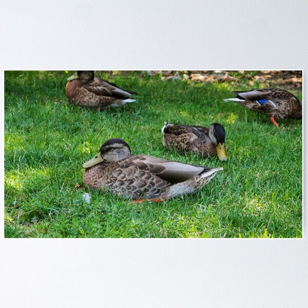 Item preview, Ducks Resting On The Grass Under a Tree designed and sold by BackyardBirder.