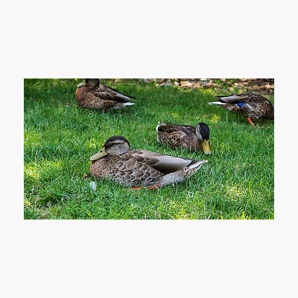 Item preview, Ducks Resting On The Grass Under a Tree designed and sold by BackyardBirder.