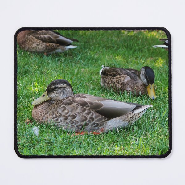 Item preview, Ducks Resting On The Grass Under a Tree designed and sold by BackyardBirder.