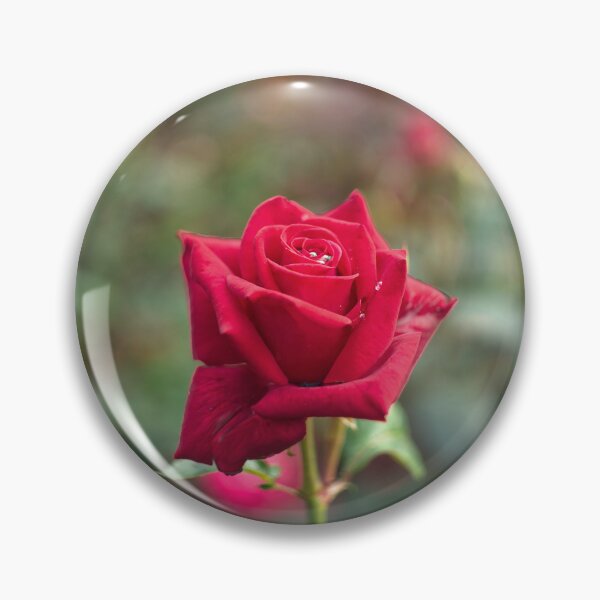 Item preview, Single Red Rose designed and sold by Alisonchambers2.