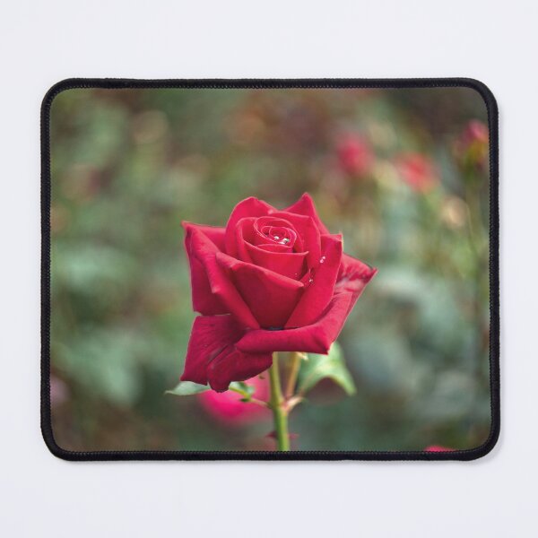Item preview, Single Red Rose designed and sold by Alisonchambers2.