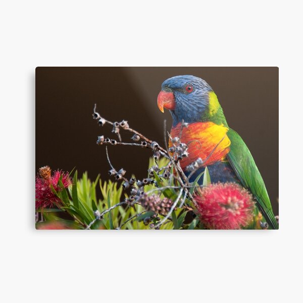 Rainbow Lorikeet, Clovelly, Sydney Metal Print