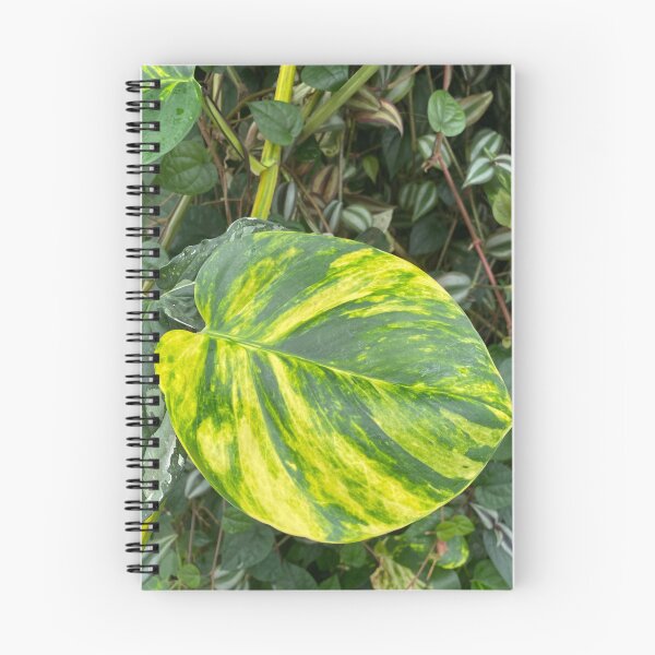 Item preview, Evergreen designed and sold by jarrahimages.