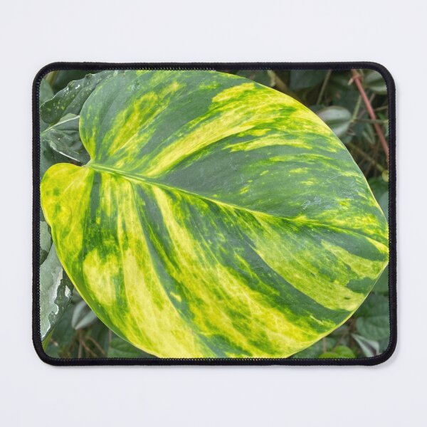 Item preview, Evergreen designed and sold by jarrahimages.