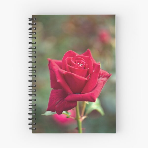 Item preview, Single Red Rose designed and sold by Alisonchambers2.