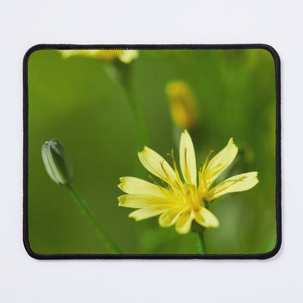 Item preview, Small and yellow. Common nipplewort designed and sold by Jouko Lehto Photography.