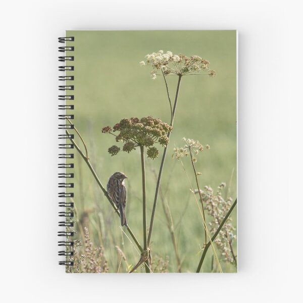 Item preview, The young one. Common reed bunting designed and sold by Jouko Lehto Photography.