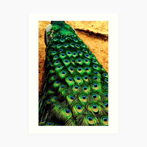 ~Of a Feather~ Art Print