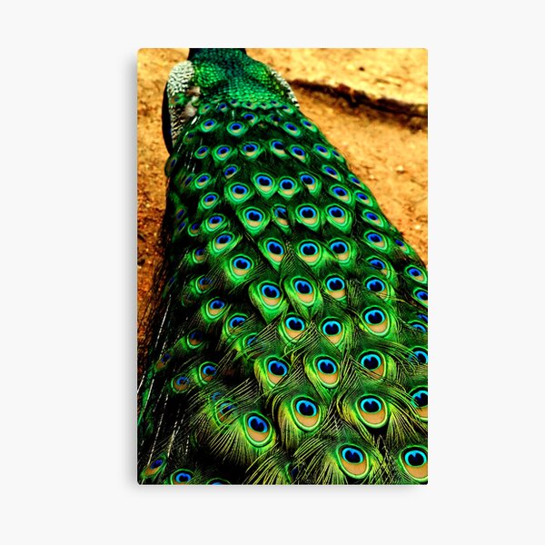 ~Of a Feather~ Canvas Print